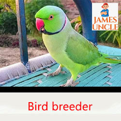 Bird Breeder Mr. Sanjoy Barman in Ghola